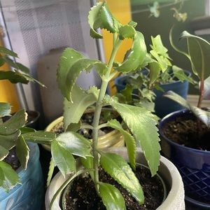 Kalanchoe daigremontiana devils backbone mexican hat plant  mother of thousands